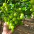 Biologisch druivenseizoen Zuid-Afrika en Peru
