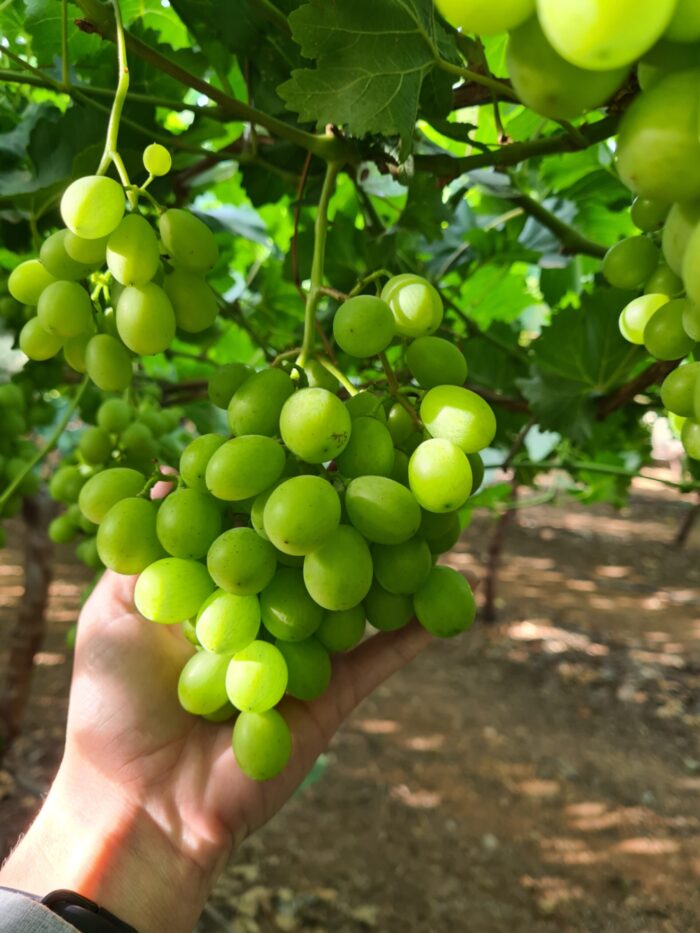 Organic table grape season South Africa and Peru
