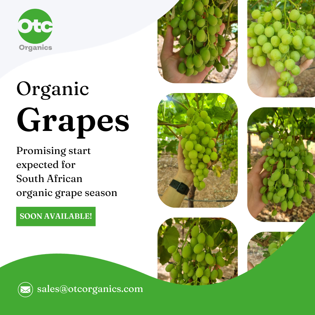 Promising start expected for South African organic grape season