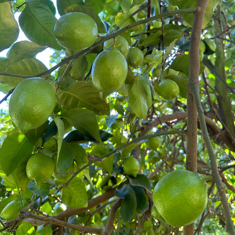 Update about the upcoming organic citrus season
